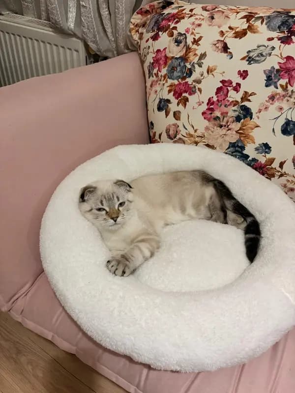 Pofu Nest yatağında uyuyan kedi