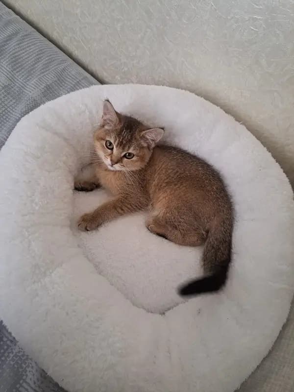 Pofu Nest Kedi Yatağı