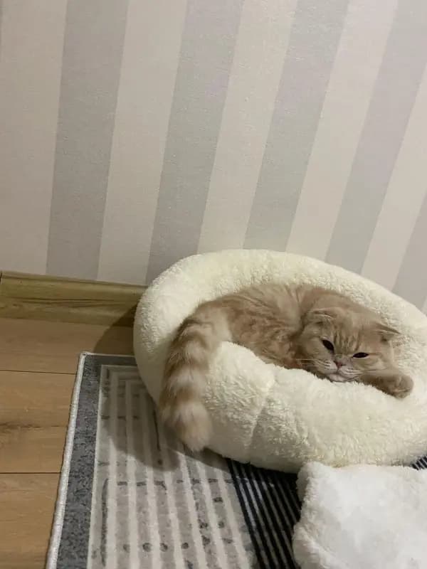 Ekru Pofu Nest yatağında kıvrılıp uyuyan kedi